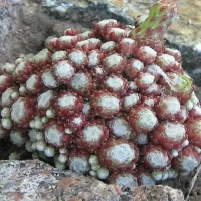 Молодило ГНАФАЛИУМ в Витебске