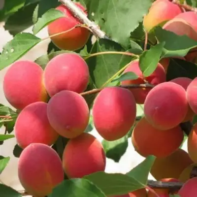 Абрикос РУБИН в Витебске