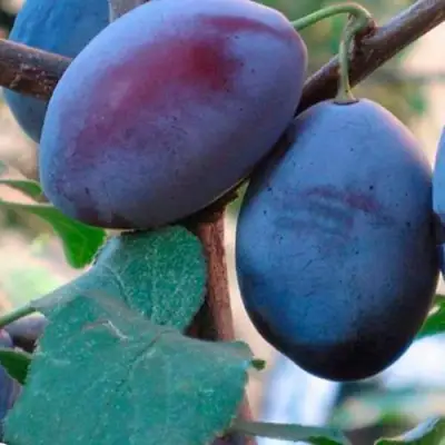 Слива СМОЛИНКА в Витебске