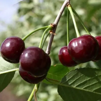 Вишня ЖАДАНА в Витебске