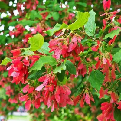 Клен татарский в Витебске