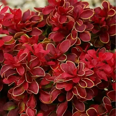 Барбарис РЕД ХОТ ЧИЛИ тунберга в Витебске