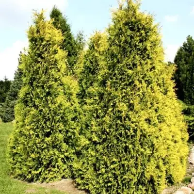 Туя САЛЛАНД западная в Витебске
