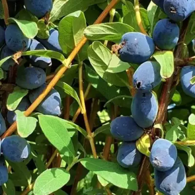 Жимолость съедобная КЛУБНИЧНАЯ СЕНСАЦИЯ в Витебске