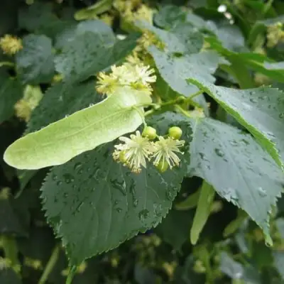 Липа мелколистная в Витебске