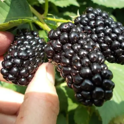 Ежевика НАТЧЕЗ бесшипная  в Витебске