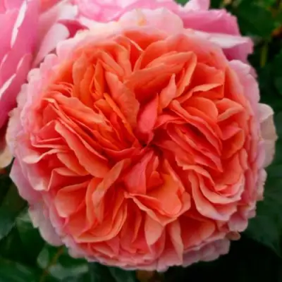 саженцы розы Чиппендейл