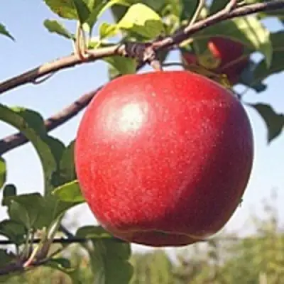 Яблоня ЛИГОЛ в Витебске