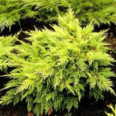 Можжевельник МОРДИГАН ГОЛД средний в Витебске