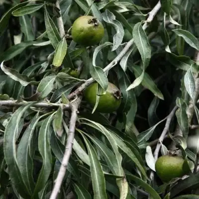 Груша ИВОЛИСТНАЯ в Витебске