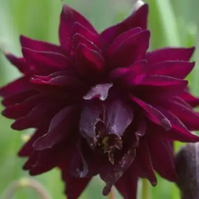 Аквилегия БАРЛОУ БОРДО обыкновенная в Витебске