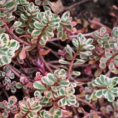 Очиток (седум) ТРИКОЛОР ложный в Витебске