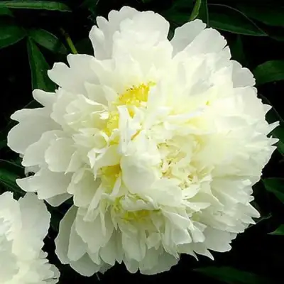 Пион ЗОЛОТОЙ ОРЕОЛ травянистый в Витебске