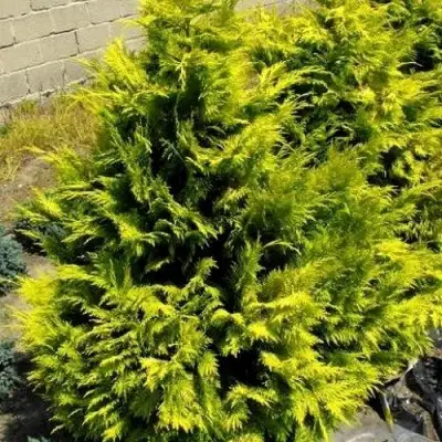 Кипарисовик ГОЛДЕН ВОНДЕР лавсона в Витебске