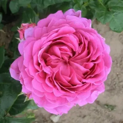 Роза АНУШКА чайно-гибридная в Витебске