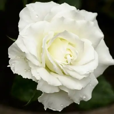 Роза МОНДИАЛЬ чайно-гибридная в Витебске