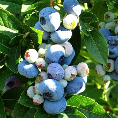 Голубика ВЕЙМУТ в Витебске