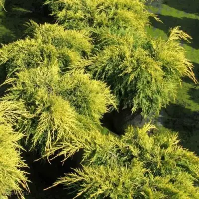 Можжевельник КИНГ ОФ СПРИНГ средний в Витебске