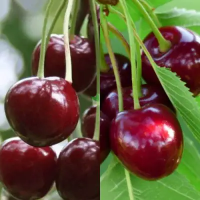 Комплект ВИШНЕВЫЙ ТАНДЕМ в Витебске