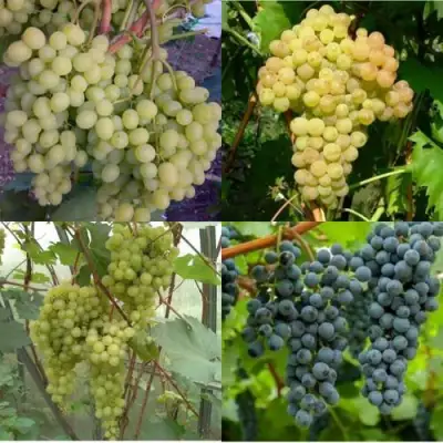 Комплект ВИНОГРАДНАЯ РАДУГА в Витебске