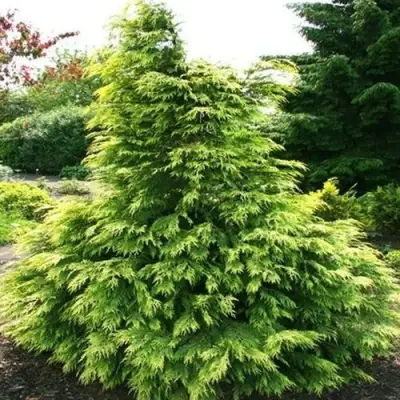 Кипарисовик САНКИСТ лавсона в Витебске