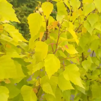 Берёза ГОЛДЕН ОБЕЛИСК повислая  в Витебске