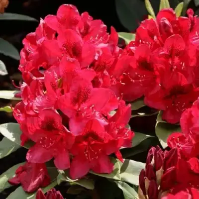 Рододендрон МАТАДОР в Витебске