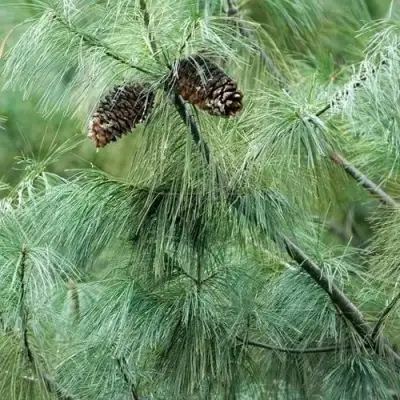Сосна АРМАНДИ в Витебске