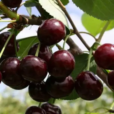 Дюк ИВАНОВНА в Витебске