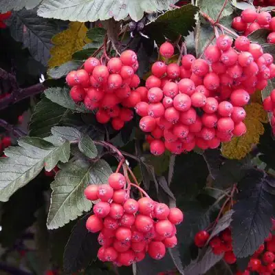 Рябина БОЯРЫШНИКОПЛОДНАЯ сладкоплодная в Витебске