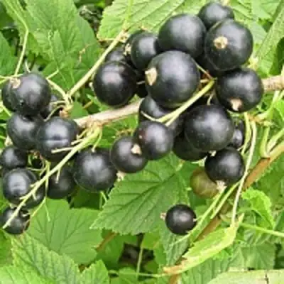 Смородина чёрная ЧЁРНЫЙ АИСТ в Витебске