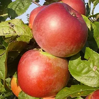 Яблоня АКСАМИТ в Витебске