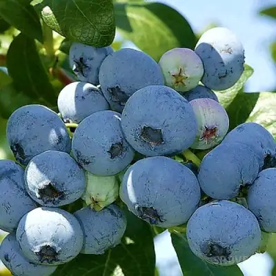 Голубика НУИ в Витебске