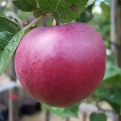 Яблоня НОРИС в Витебске