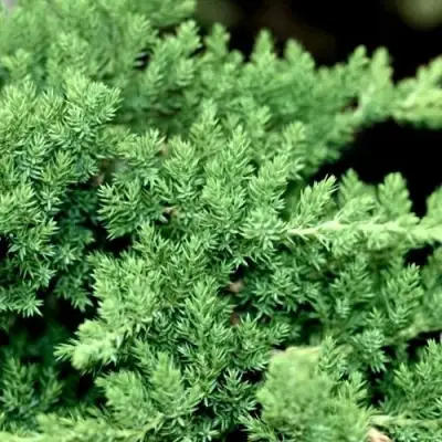 Можжевельник НАНА лежачий в Витебске