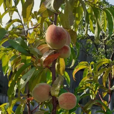 Персик ЕЛГАВСКИЙ в Витебске