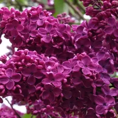 Сирень ЧАРЛЬЗ ДЖОЛИ в Витебске