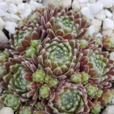 Молодило МОРКЕРС МЕРИТ в Витебске