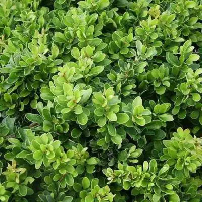 Барбарис КОБОЛЬД тунберга в Витебске