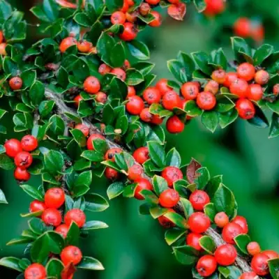 Кизильник горизонтальный в Витебске