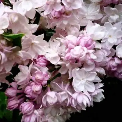 Сирень КРАСАВИЦА МОСКВЫ в Витебске