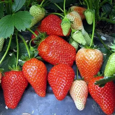 Клубника РОКСАНА в Витебске