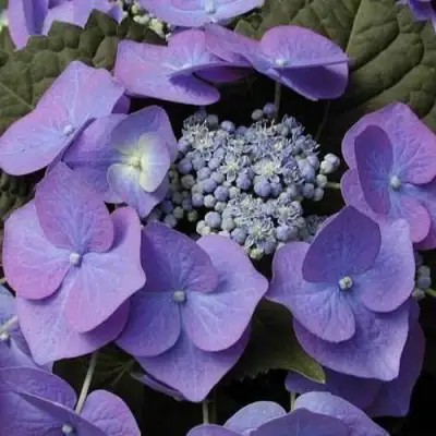 Гортензия БЛАУМАЙС (БЛАУМАЙЗЕ) крупнолистная в Витебске