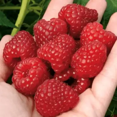 Малина РУБИФОЛ в Витебске