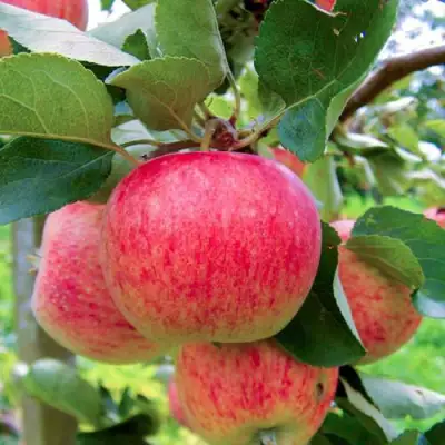 Яблоня ПИРОС в Витебске