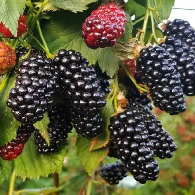 Ежевика НАТЧЕЗ бесшипная  в Витебске