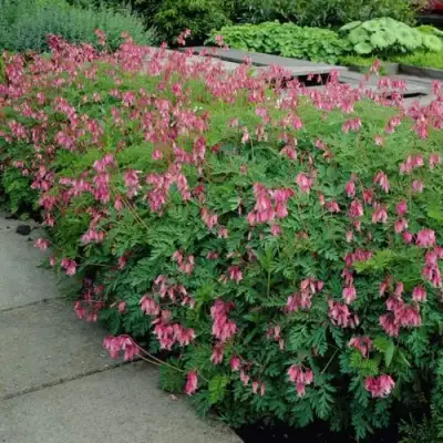 Дицентра изящная в Витебске