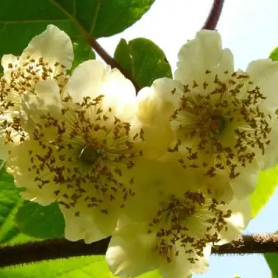 Актинидия АТЛАС (МУЖСКОЙ) киви в Витебске