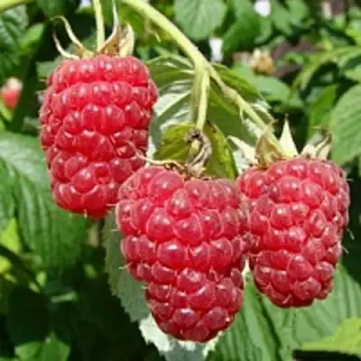 Малиновое дерево ТАРУСА в Витебске