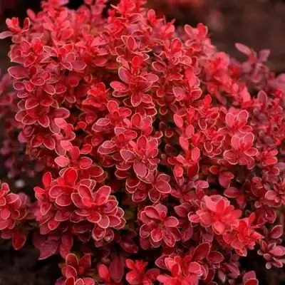 Барбарис РЕД ХОТ ЧИЛИ тунберга в Витебске